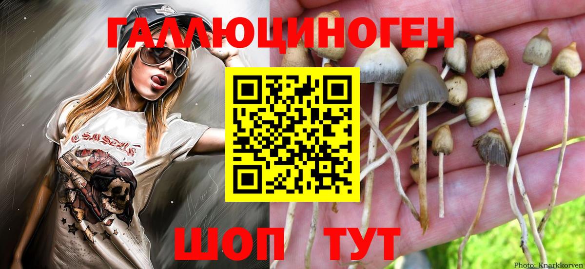 Псилоцибиновые грибы Psilocybine cubensis Усть-Джегута